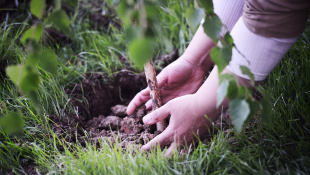 These Pioneers Are Already Living the Green Recovery Hands planting tree