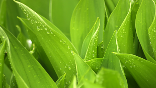 California Supreme Court Adopts “Vertical Exhaustion” in the Long-Storied Montrose Environmental Coverage Litigation Green leaves after rain