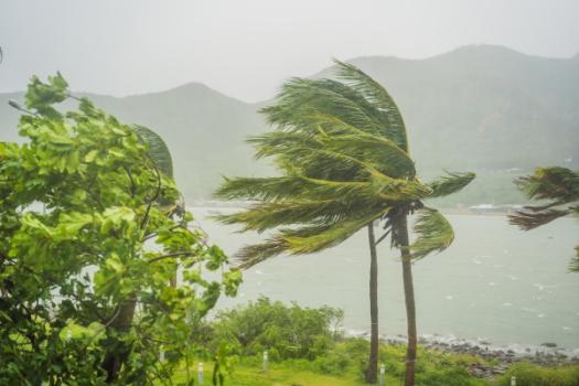 Palm tree swaying in storm