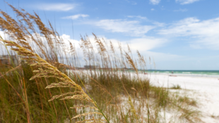 Florida beach and grasses