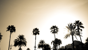 From Singapore to Rio Green Buildings Keep Tropical Tenants Cool California palm trees over sunset